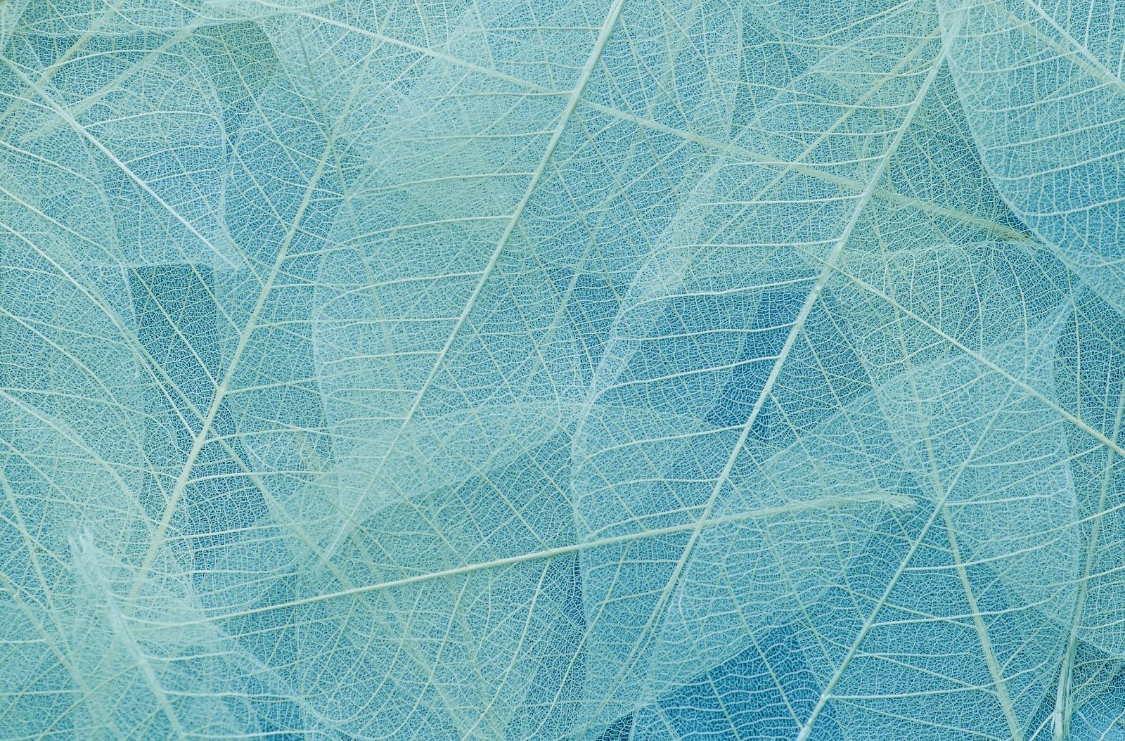 The image shows a pattern of delicate, overlapping transparent leaves in soothing shades of blue and green, highlighting their intricate vein structures.